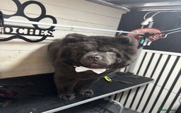 Chow Chow dogs for sale: Male Chow chow for rehome  - Image 3