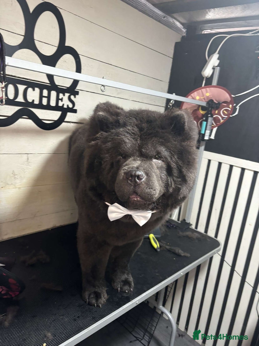 Chow Chow dogs for sale: Male Chow chow for rehome  - Image 3