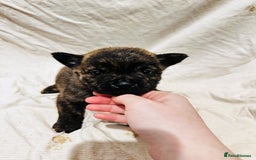 Mixed Breed dogs for sale: Beautiful frow frows for sale - Image 10