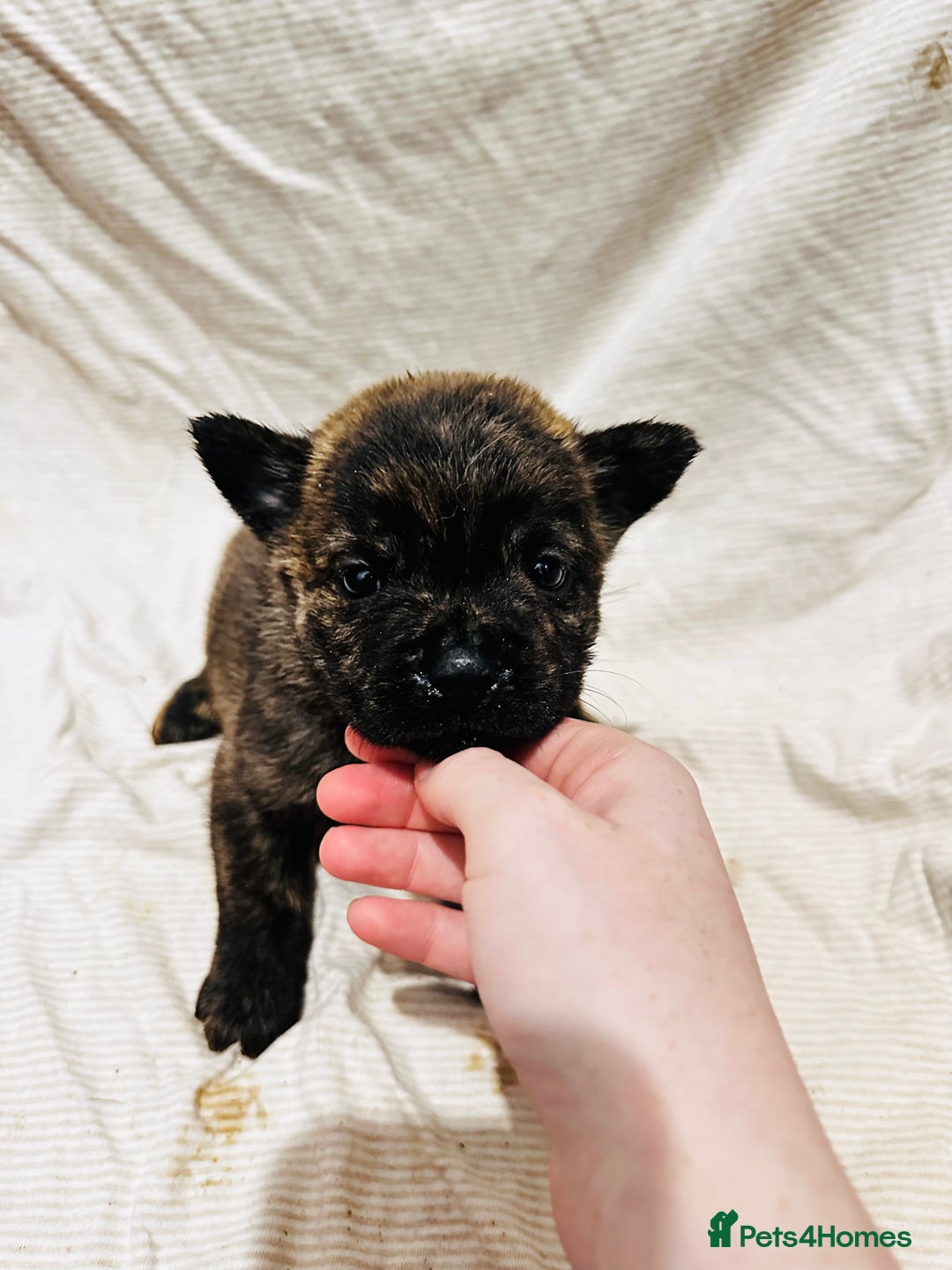 Mixed Breed dogs for sale: Beautiful frow frows for sale - Image 10