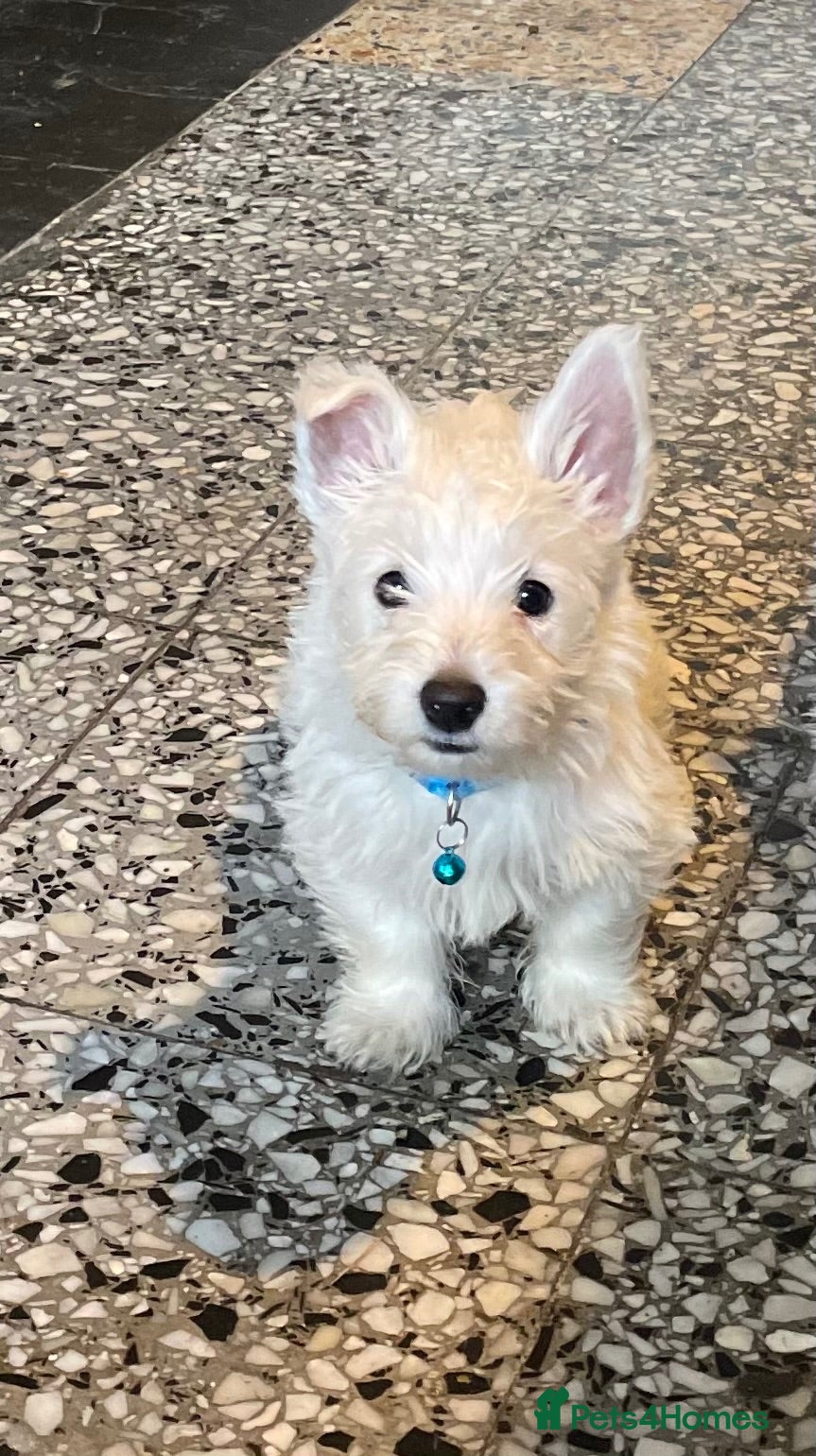 West Highland Terrier dogs Beautiful Westie puppies for sale  - Advert 2