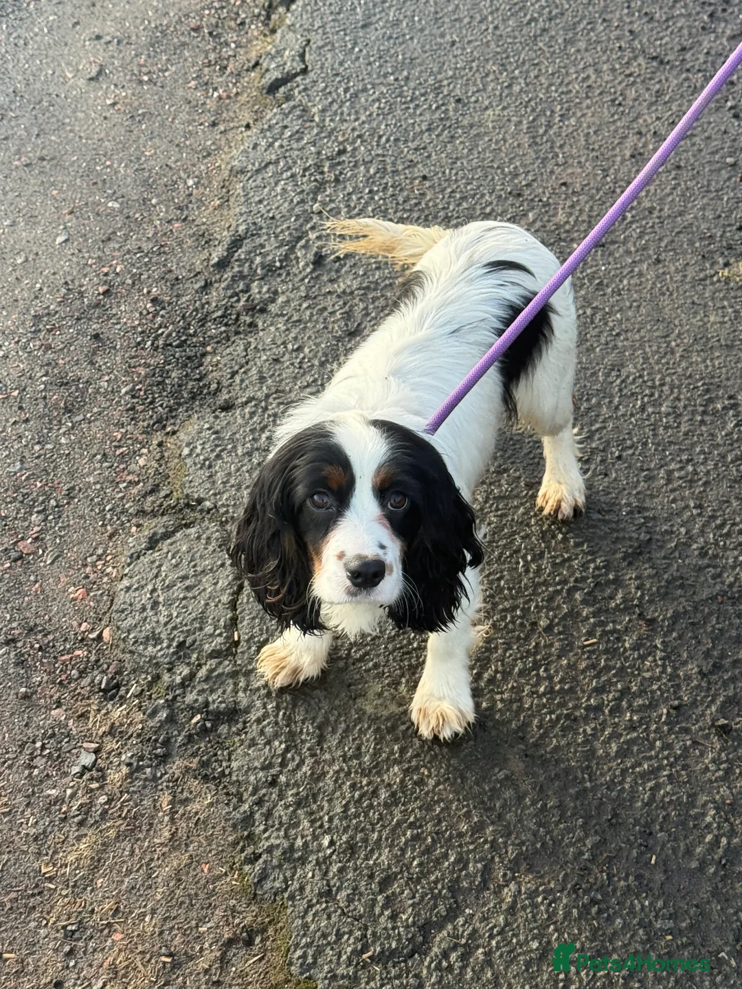 Cockalier dogs for sale: Bertha Cockalier - Advert 3