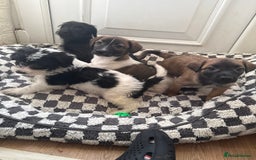Mixed Breed dogs for sale: 4beautiful terrierxGerman ShepherdxLabrador puppy - Image 1