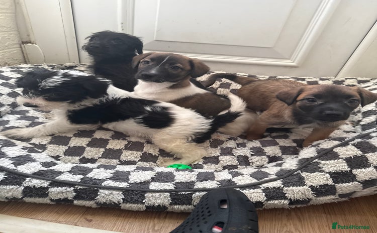 Mixed Breed dogs - Advert 7