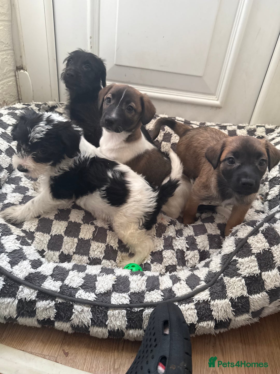 Mixed Breed dogs for sale: 4beautiful terrierxGerman ShepherdxLabrador puppy - Image 1
