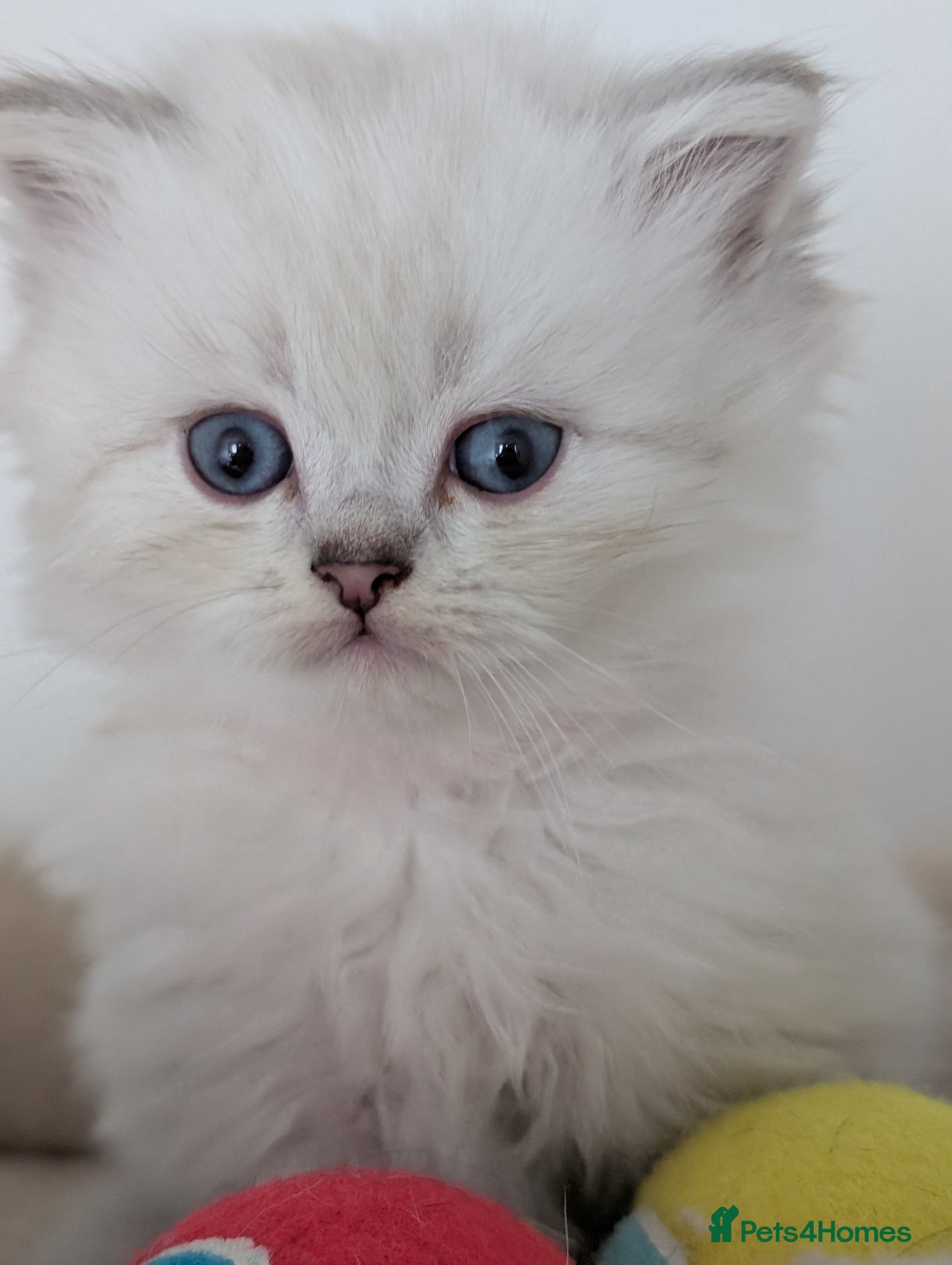 British Longhair cats Beautiful British Longhair Kittens-Ready 19th June - Advert 14