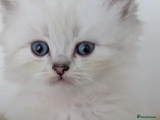 British Longhair cats Beautiful British Longhair Kittens-Ready 19th June - Advert 2