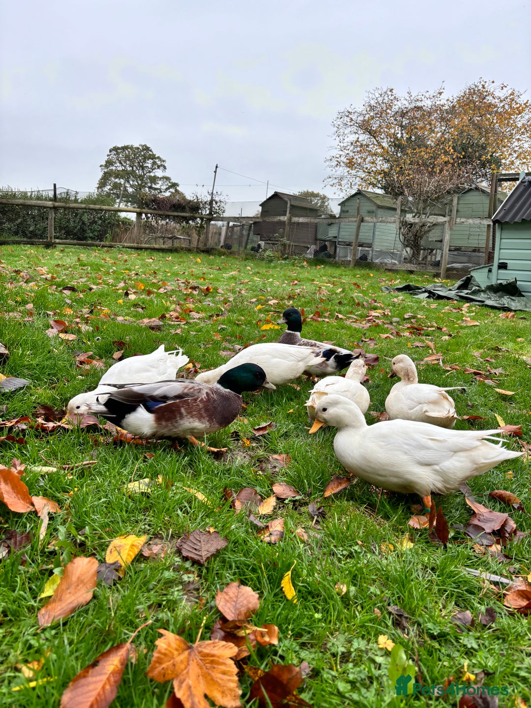 Ducks poultry for sale: 2025 hatch Call duck Drakes - Image 2