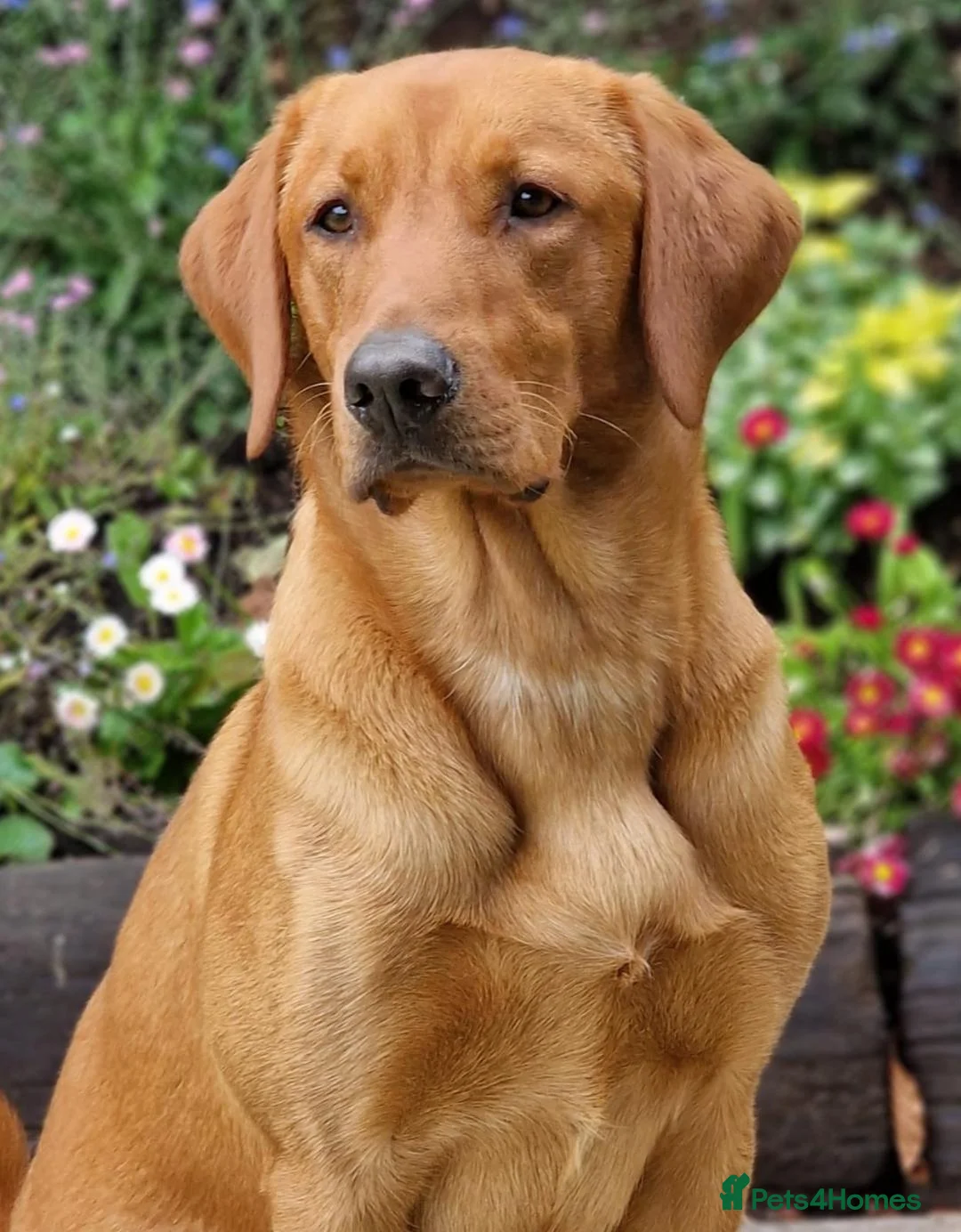Labrador Retriever dogs for sale: Gorgeous Litter of Fox Red Labrador Puppies - Advert 2
