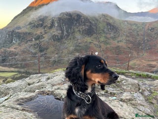 Cocker Spaniel dogs for sale - Advert 1