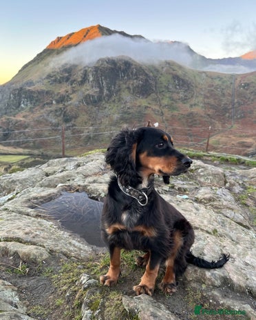 Cocker Spaniel dogs - Advert 1