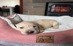 Labrador Retriever dogs for sale: Lablador retriever puppy’s  - Image 2