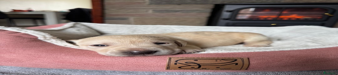 Labrador Retriever Puppy 6