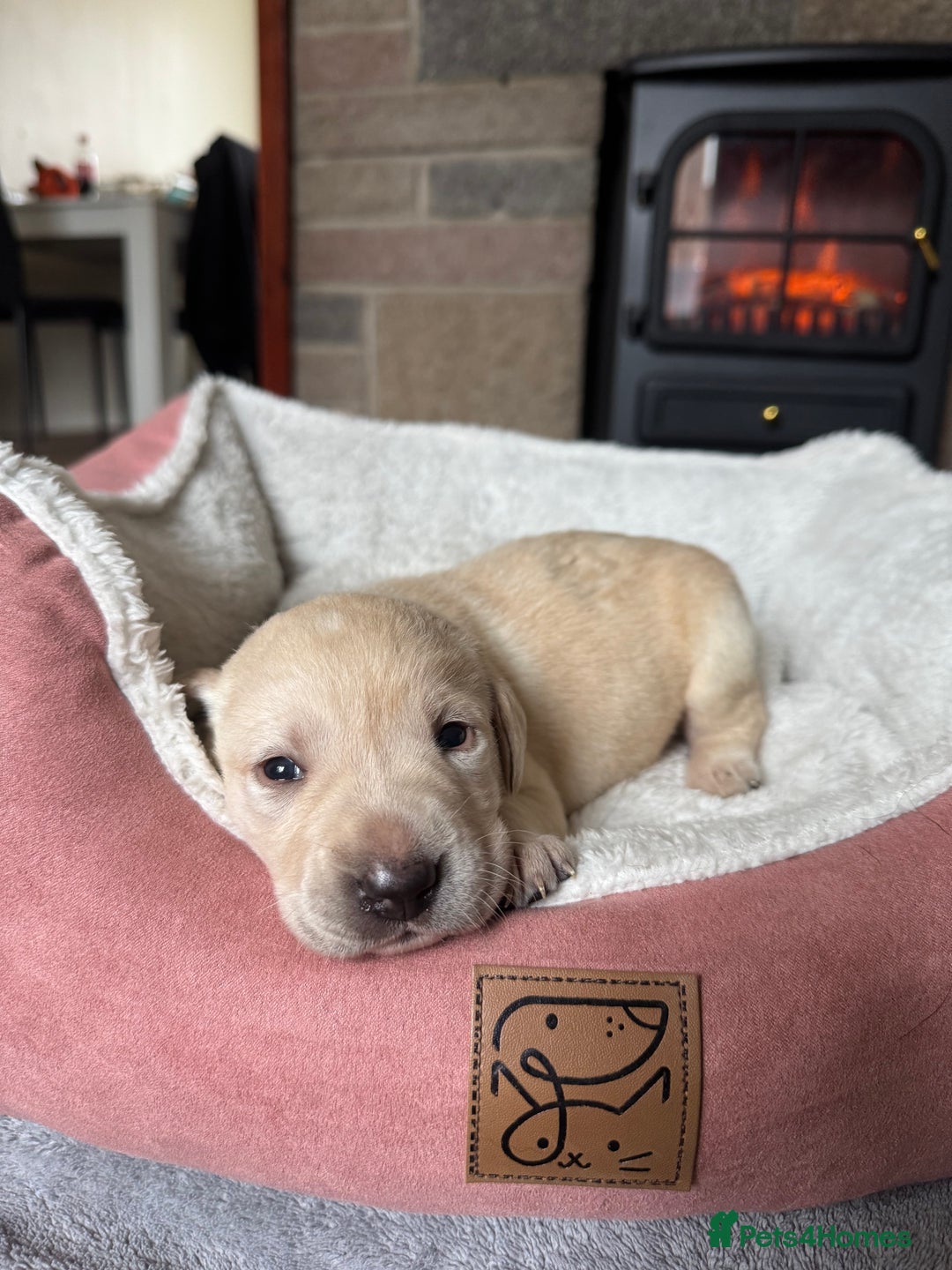 Labrador Retriever dogs for sale: Lablador retriever puppy’s  - Image 2