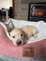 Labrador Retriever dogs - Advert 1