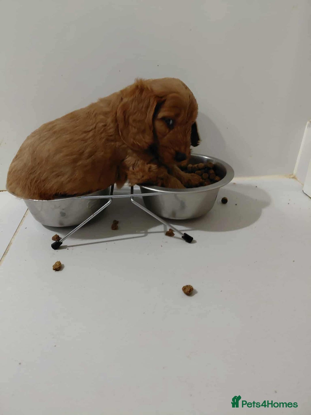 Cockapoo dogs for sale: Cockapoo pups for sale  - Advert 1