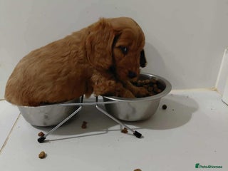 Cockapoo dogs - Advert 6