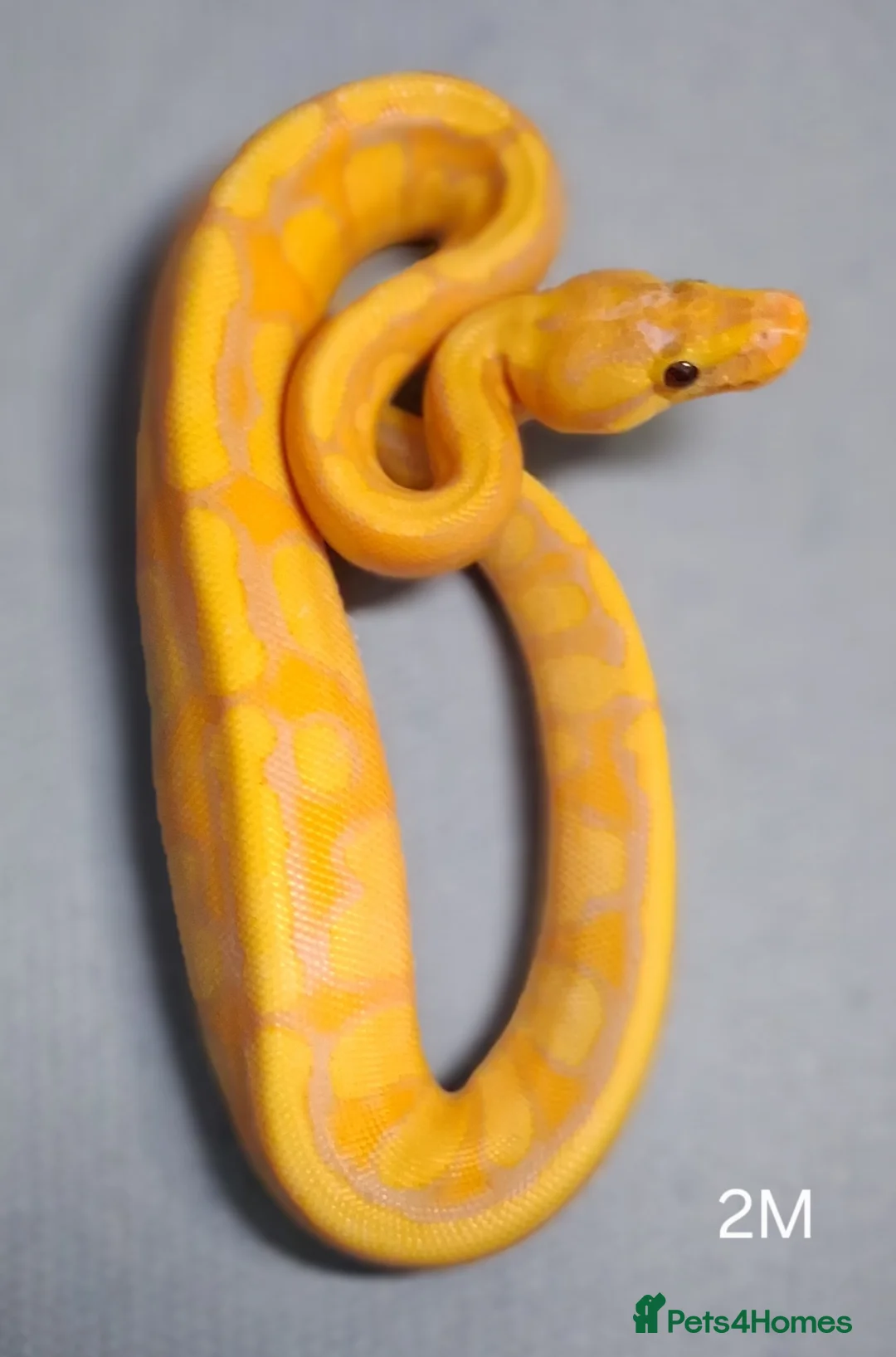 Python Snake reptiles for sale: Hatchling Royal Python's Male  - Advert 5