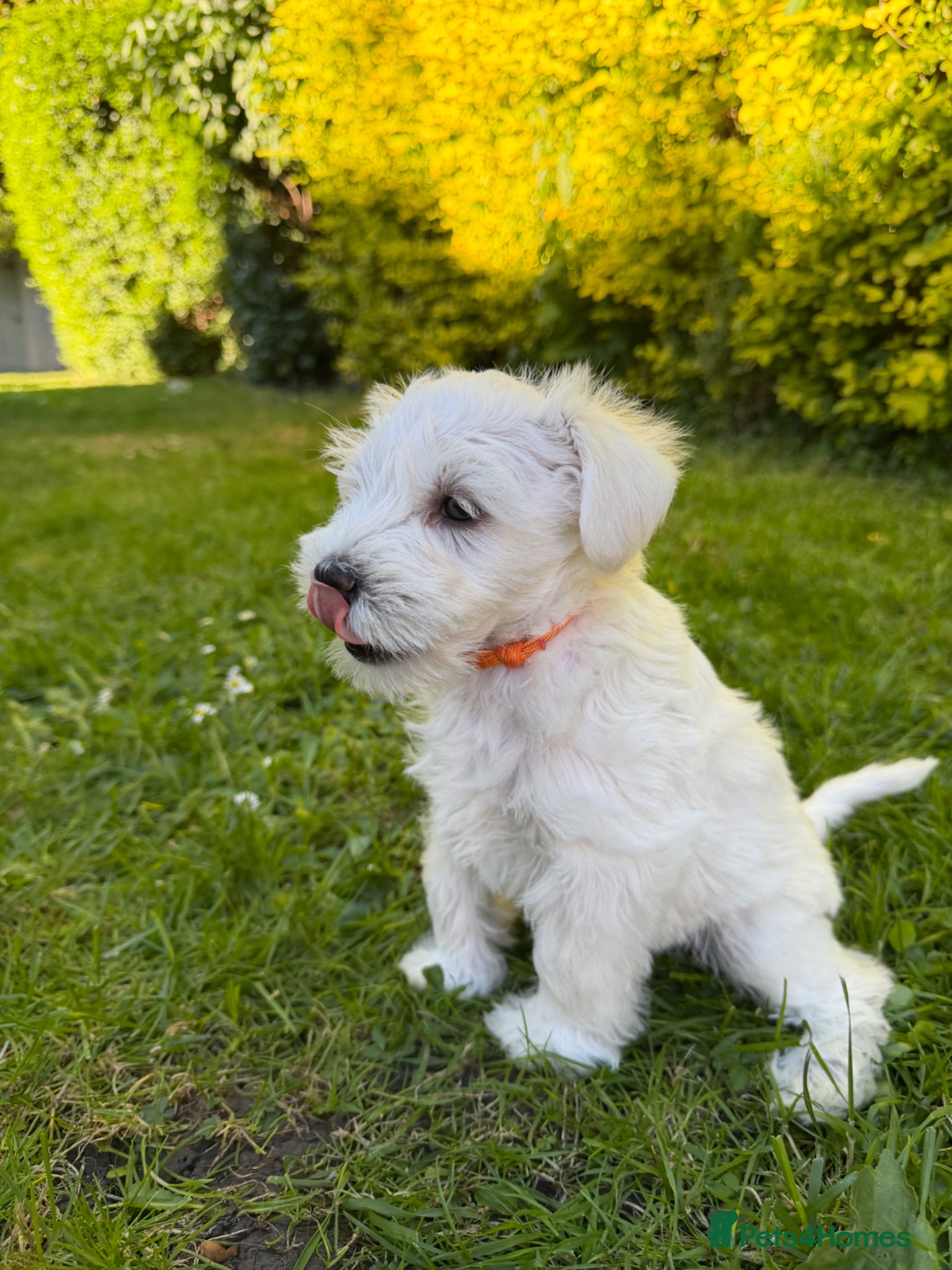 Miniature Schnauzer dogs for sale: Available: 🐾 3 Girls 🐾 2 Boys - Advert 30