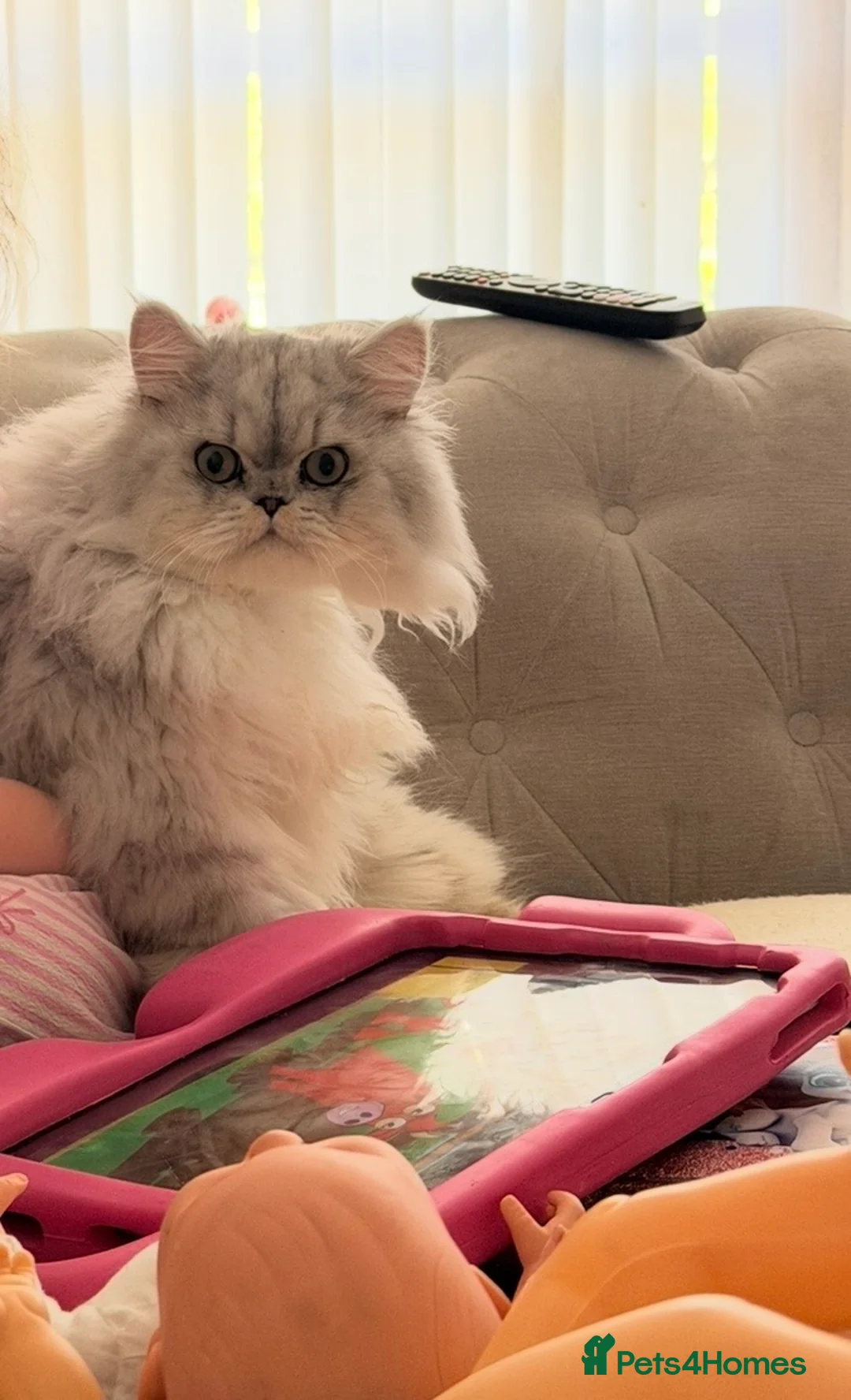 Persian cats for sale: Beautiful Persian cat-8 months old.Male in London - Advert 2