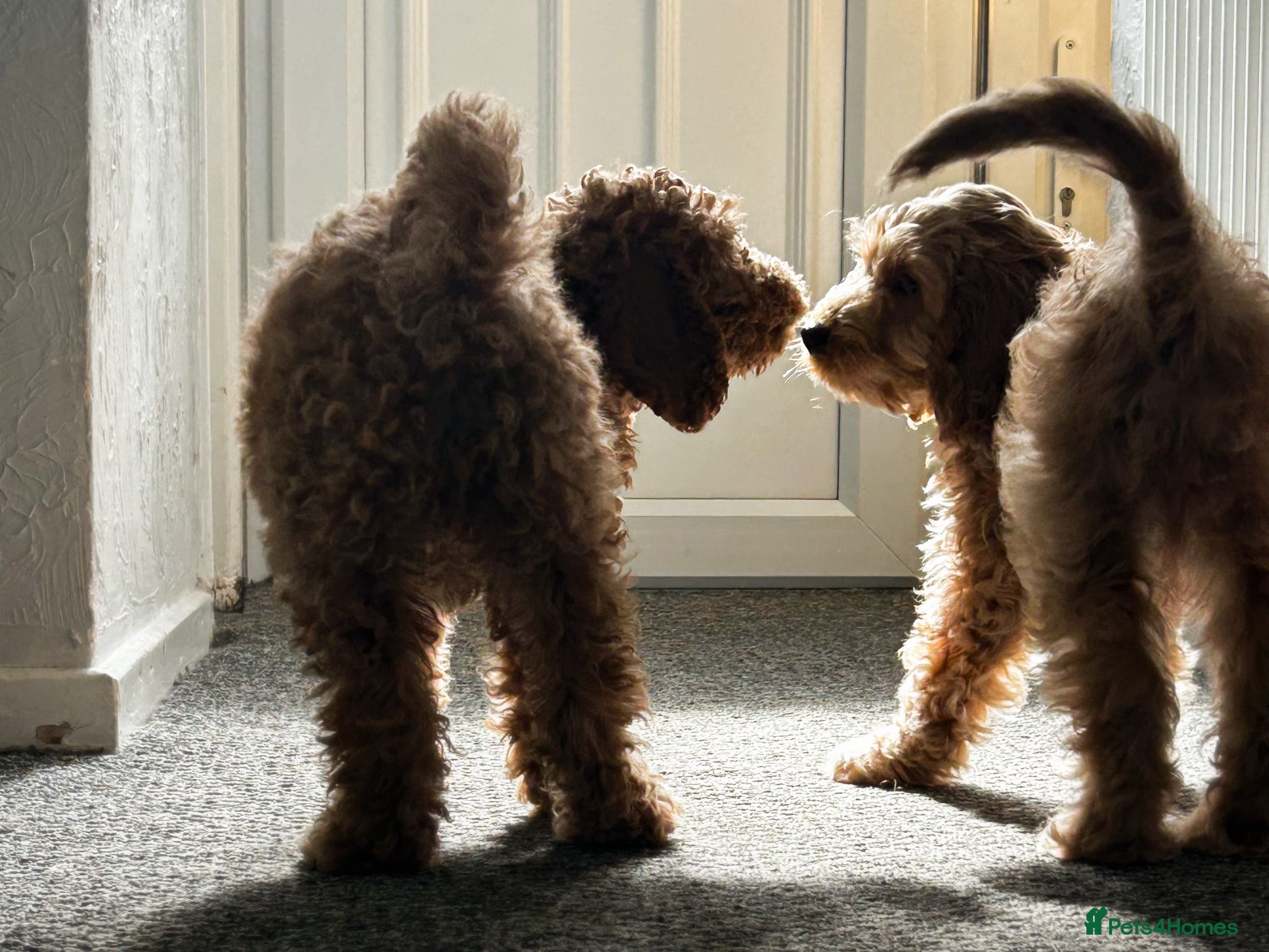 Cockapoo dogs Only 4 Left! Beautiful Cockapoo Puppies - Advert 13