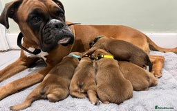 Boxer dogs for sale: Beautiful bob/tailed litter pure boxers  - Advert 15
