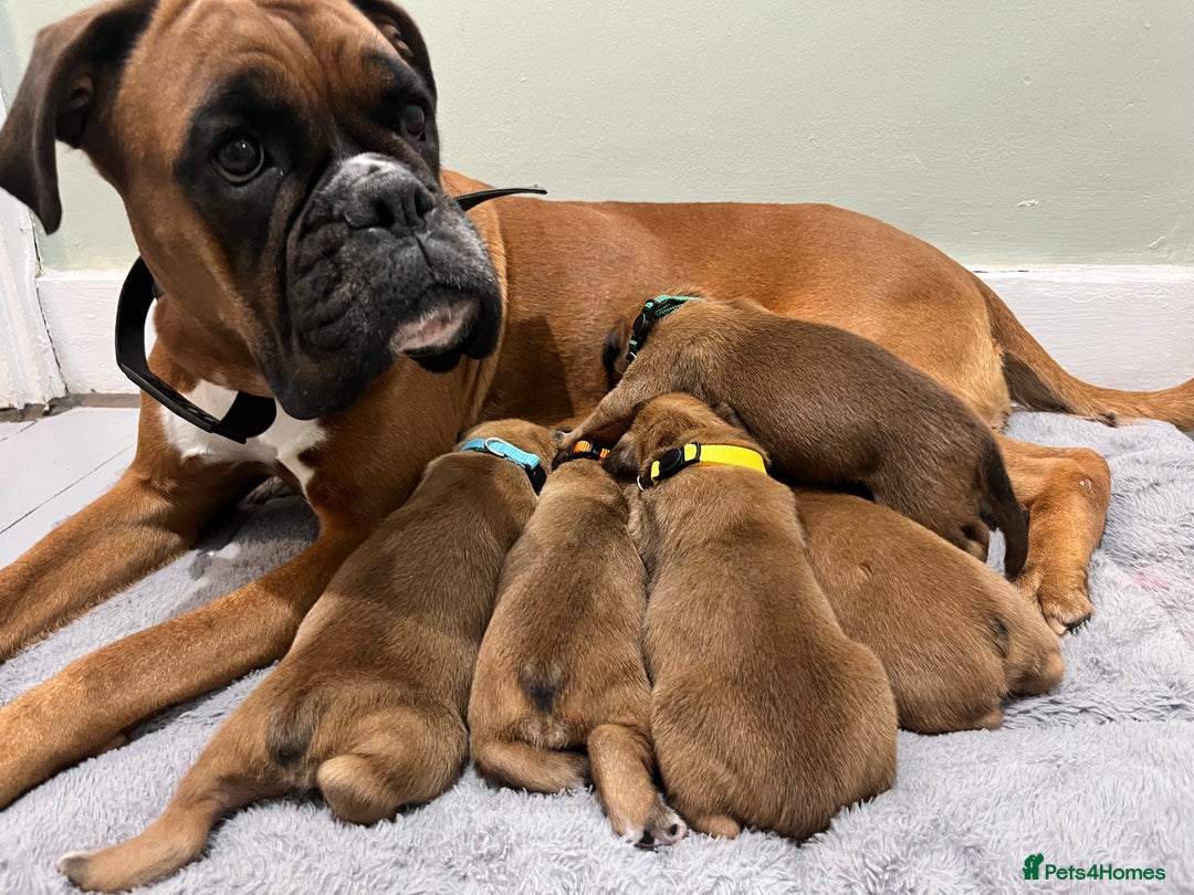 Boxer dogs for sale: Beautiful bob/tailed litter pure boxers  - Advert 15