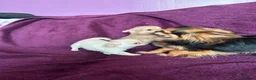 Chihuahua dogs for sale: Outstanding tiny tiny chichahua  - Advert 16
