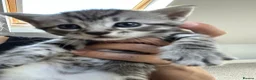 Bengal cats for sale: Bengal x Maine coone kittens - Advert 23