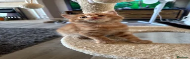 Mixed Breed 1 ginger boy