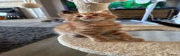 Mixed Breed cats for sale: 4 beautiful kittens 1 ginger boy 3 girls  in Burton-on-Trent - Advert 11