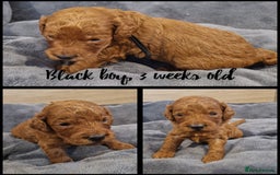 Labradoodle dogs for sale: DNA health tested F1b miniature labradoodles  - Image 6