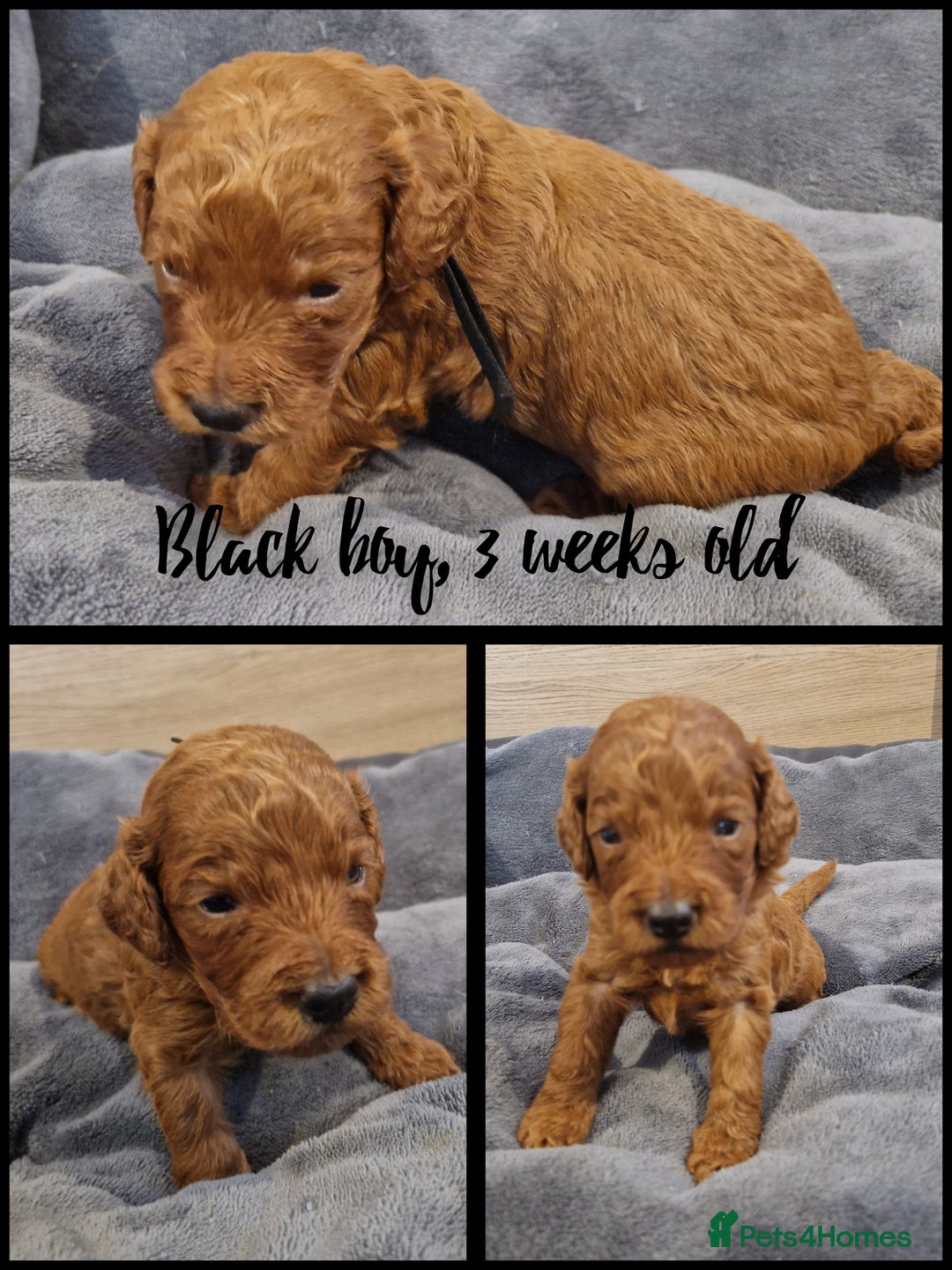 Labradoodle dogs for sale: DNA health tested F1b miniature labradoodles  - Image 6