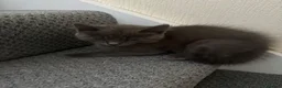 Mixed Breed cats for sale: Blue and Black Bonded Pair Male Kittens - Advert 14