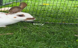 English Spot rabbits for sale: Torte English spot  - Image 6
