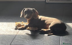 Miniature Dachshund dogs for sale: Pra clear mini dachshund pups - Image 14