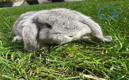 Mini Lop rabbits for sale: Mini Lop Male and Female Rabbits For Sale  - Image 8