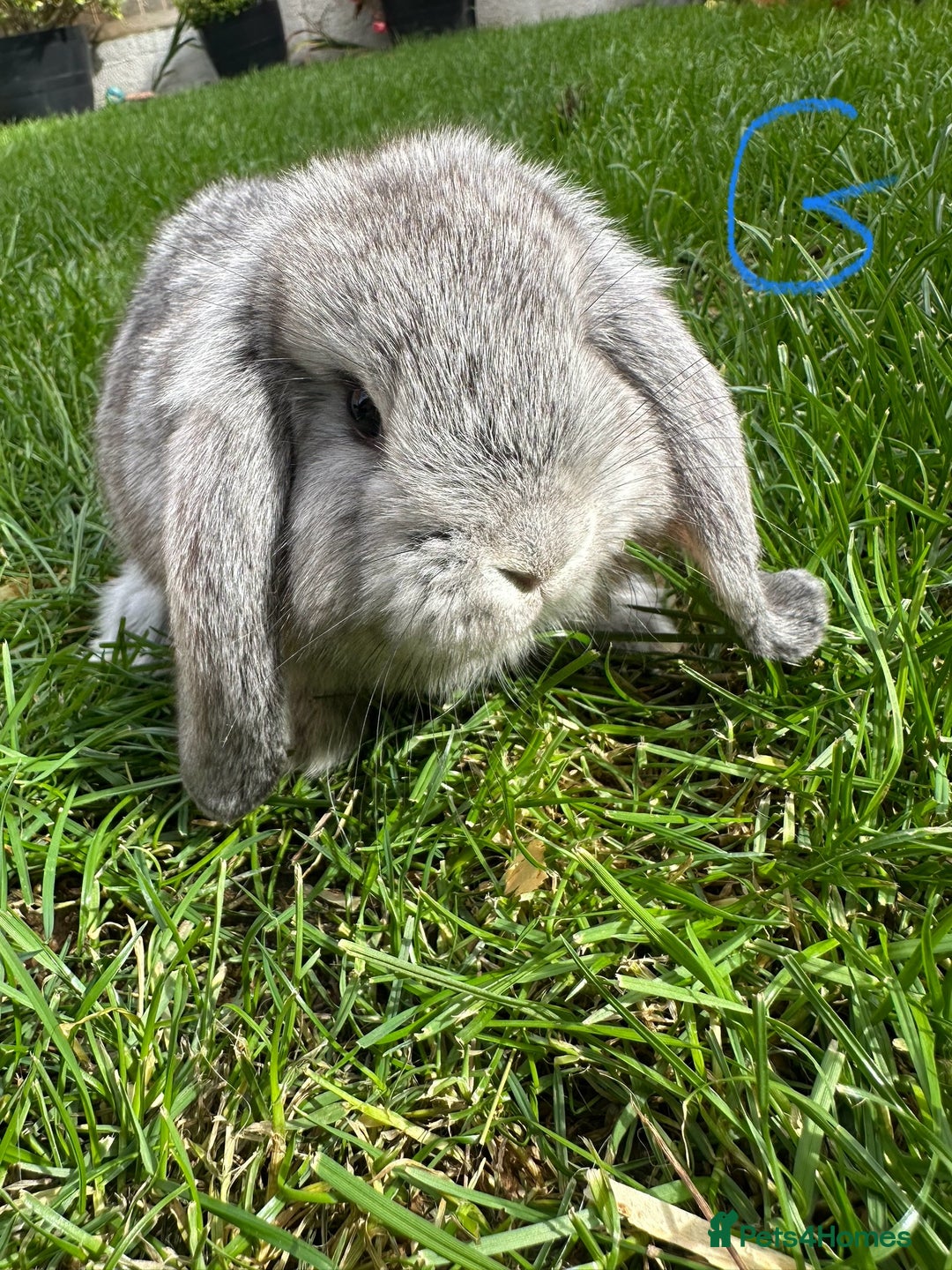 Mini Lop rabbits for sale: Mini Lop Male and Female Rabbits For Sale  - Image 8