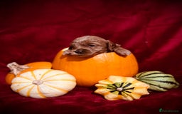 Miniature Poodle dogs for stud: Miniature Poodle Stud  - Image 5