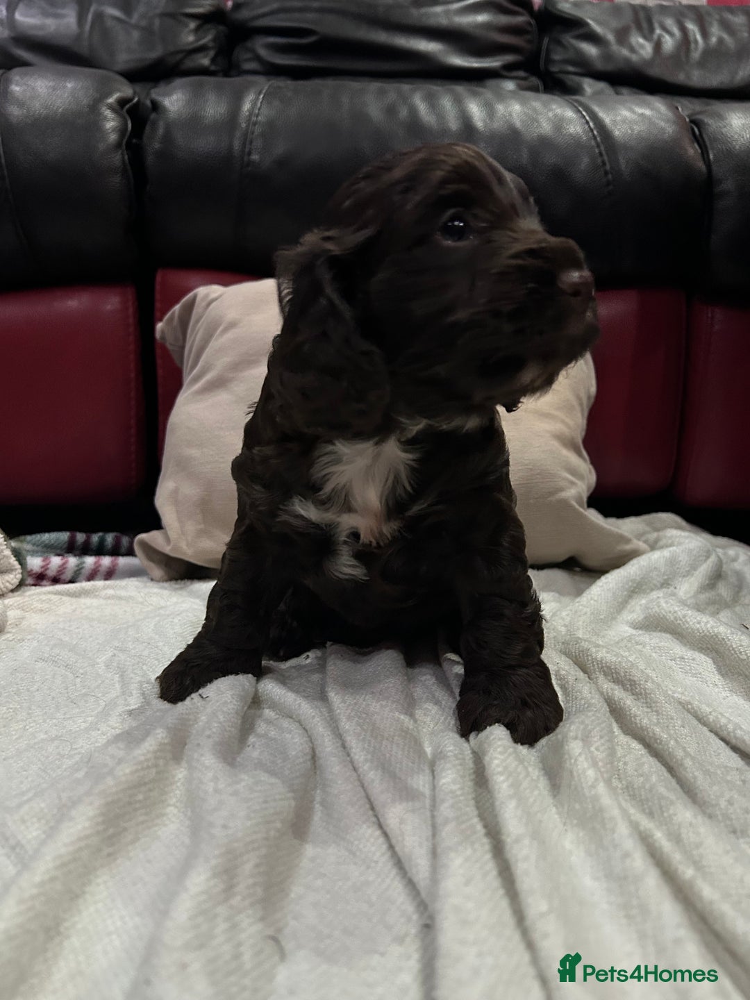 Cockapoo dogs for sale: Cockapoo male - Advert 3