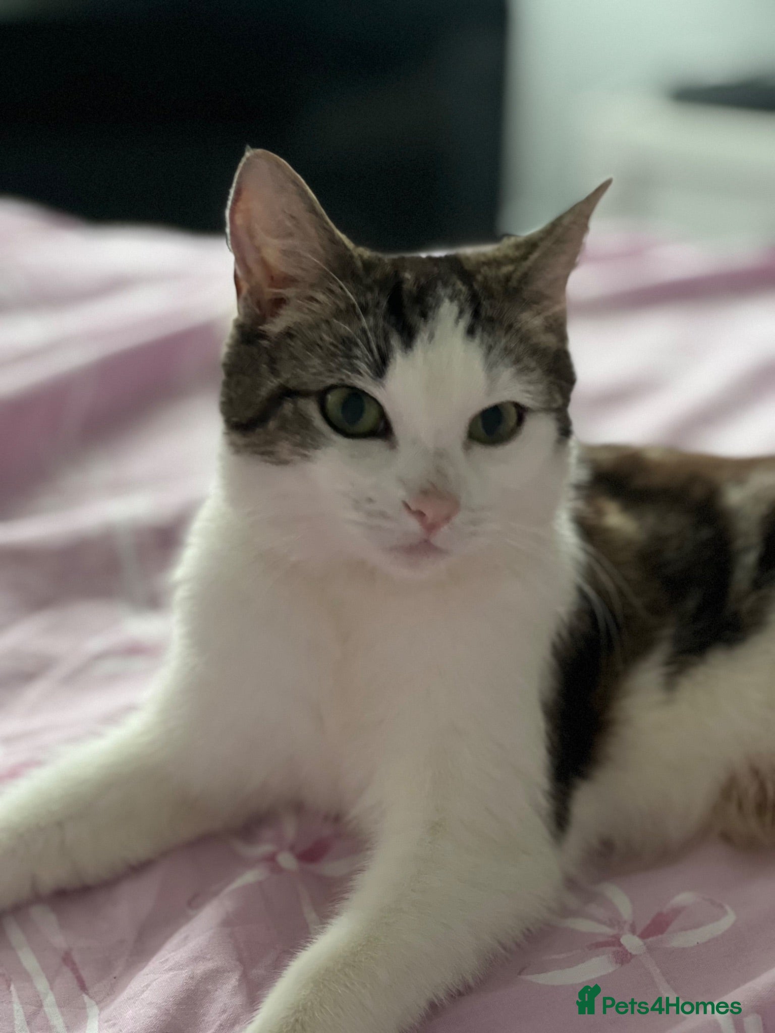 Mixed Breed cats beautiful kittens  - Advert 12
