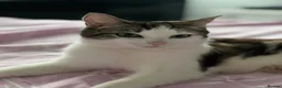 Mixed Breed cats for sale: beautiful kittens  in Eastleigh - Advert 1
