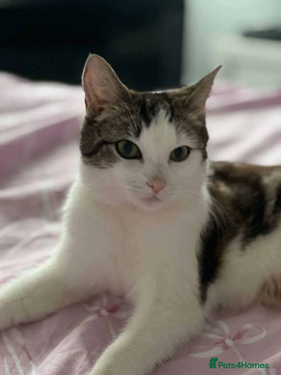 Mixed Breed cats for sale: beautiful kittens  in Eastleigh - Advert 1