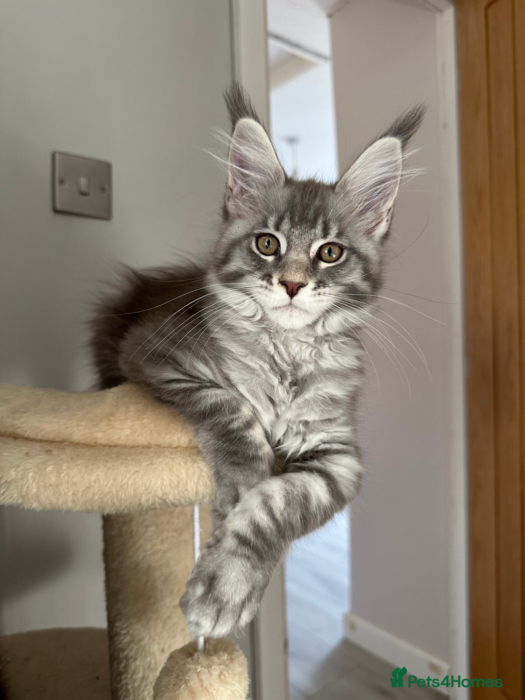 Maine Coon cats for sale: Gorgeous Pure Breed Maine Coon Kittens - Image 2