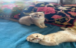 Scottish Fold cats for sale: Gold Chinchilla Scottish fold baby’s  - Image 18