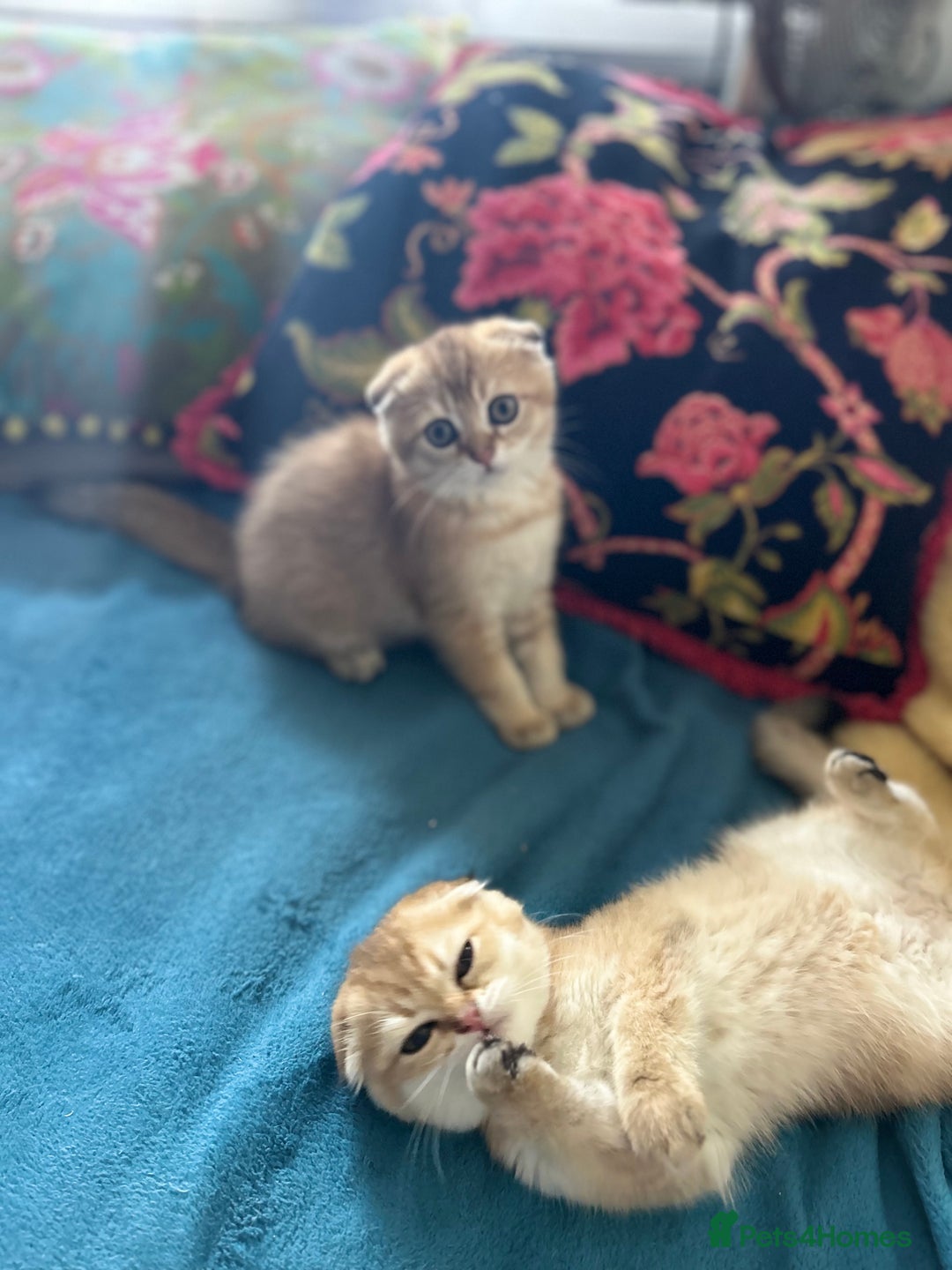 Scottish Fold cats for sale: Gold Chinchilla Scottish fold baby’s  - Image 18