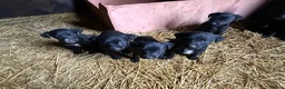 Mixed Breed dogs for sale: Gorgeous Labrador/ lurcher Puppies.  - Advert 6