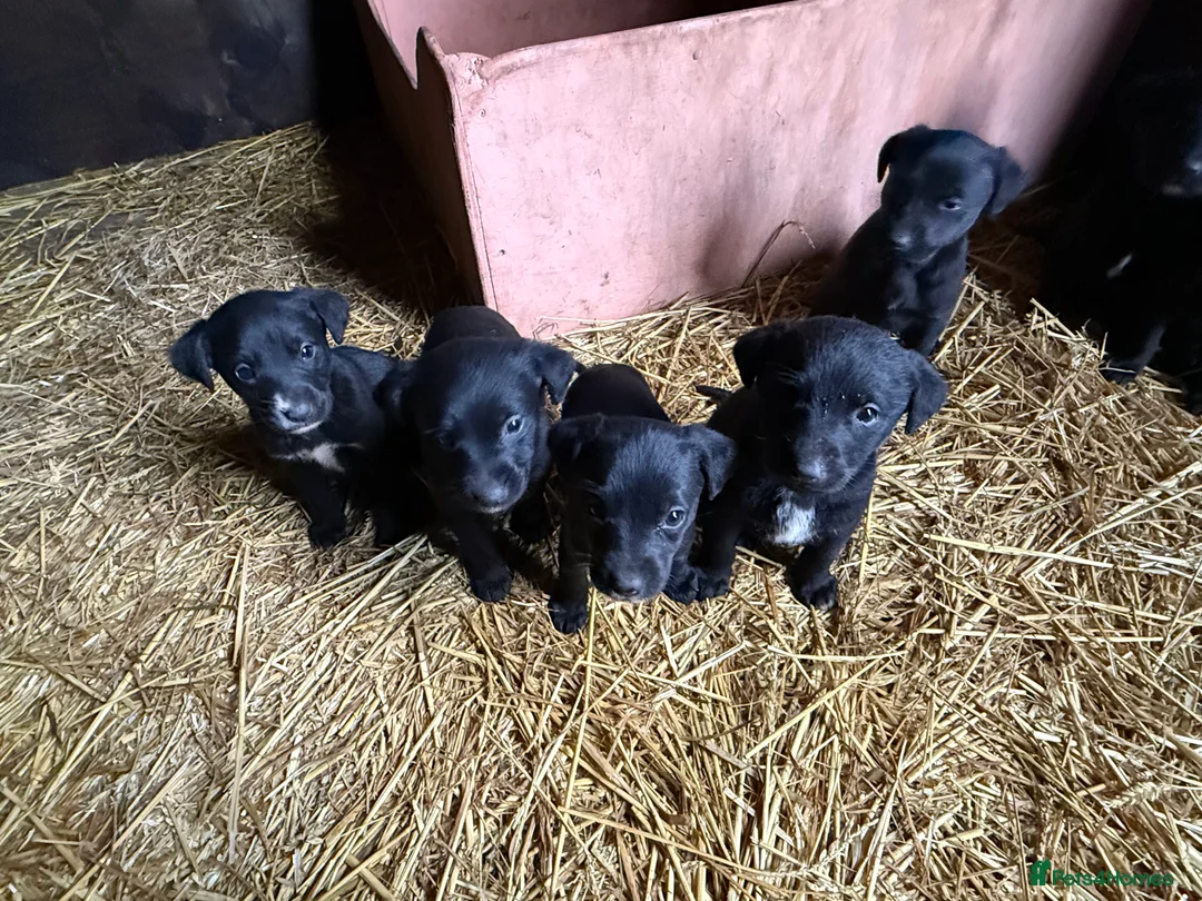 Mixed Breed dogs for sale: Gorgeous Labrador/ lurcher Puppies.  - Advert 6