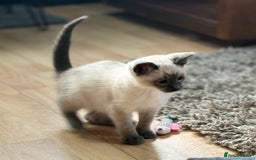Siamese cats for sale: SIAMESE KITTENS - Image 5