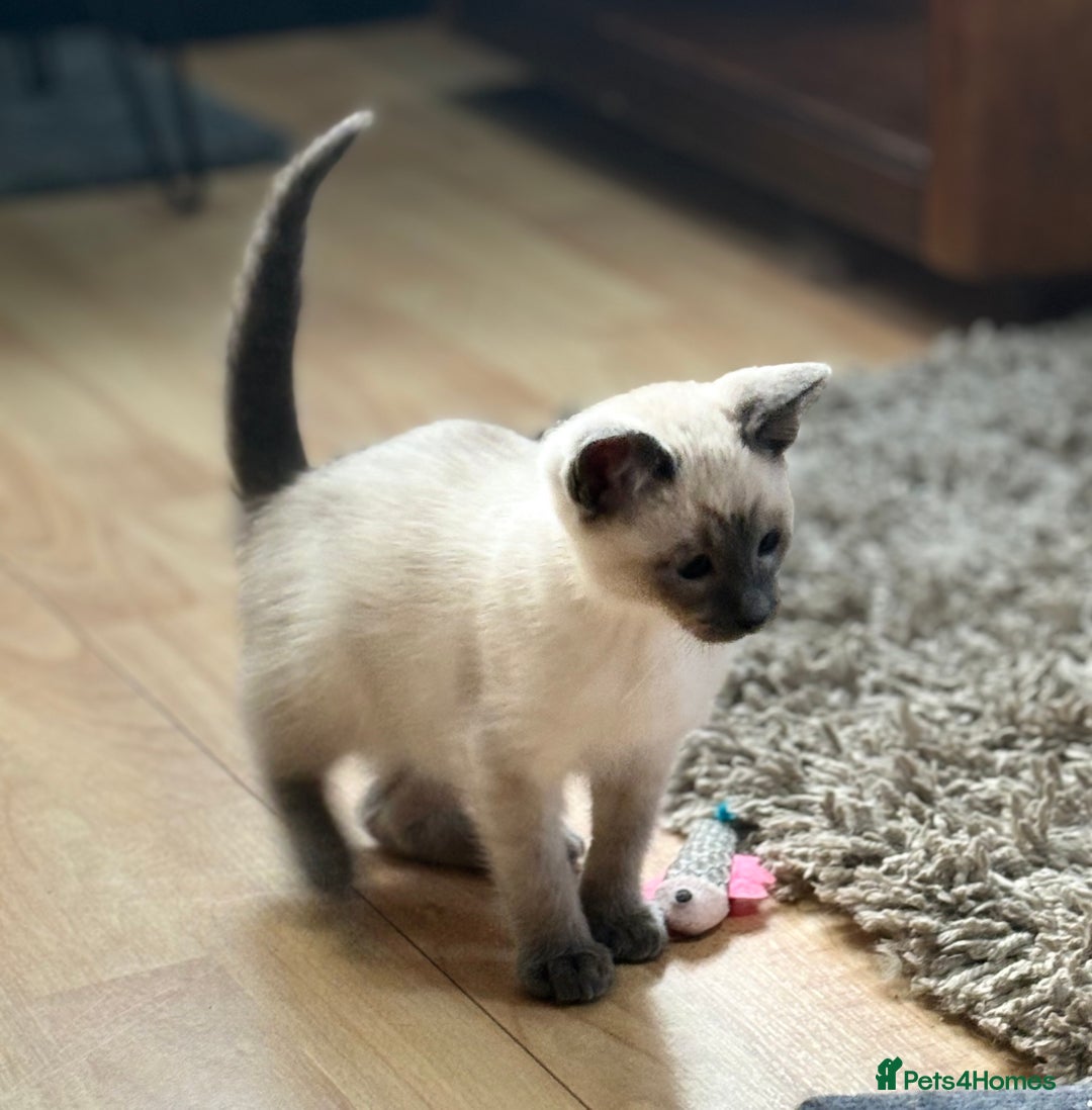 Siamese cats for sale: SIAMESE KITTENS - Image 5